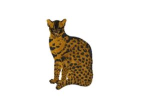 Fishing Cat Embroidery Review