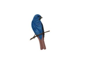 Indigo Bunting Embroidery Review